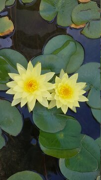 彩票预测软件发展